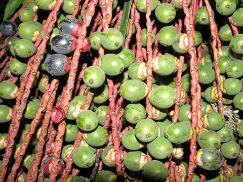 Image of Bamboo Palm