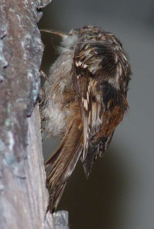 Image of treecreepers