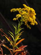 Image of Canada goldenrod