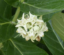 Image of calotropis