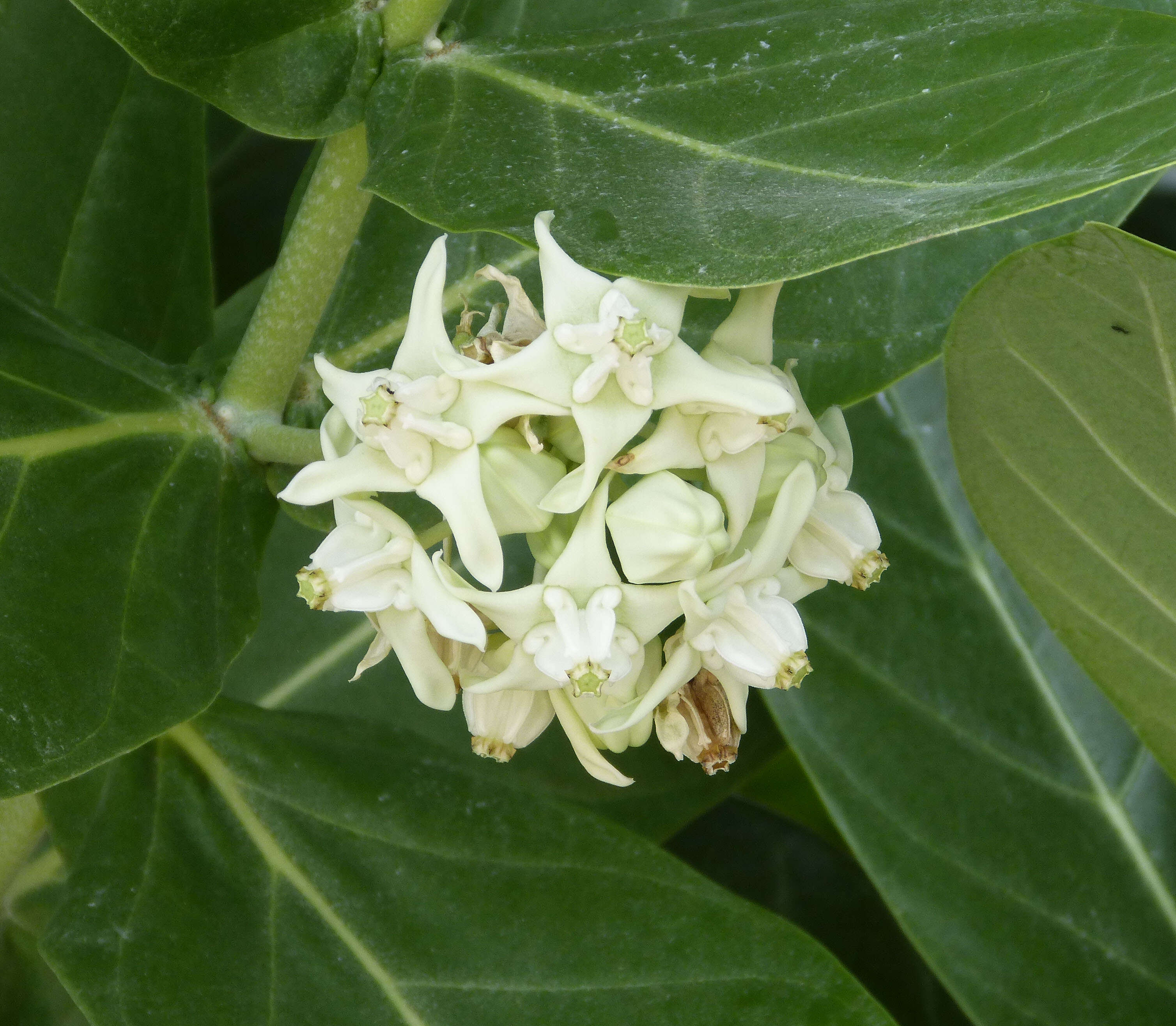 Image of calotropis