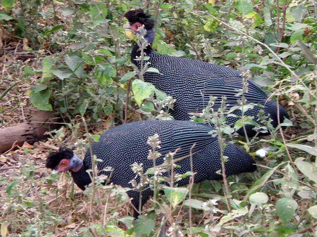 Image of Crested and Plumed Guineafowl