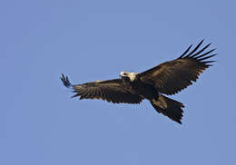 Image of Wedge-tailed Eagle