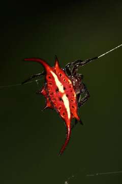 Image of Spiny orb-weaver