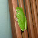 Image of Australian Giant Treefrog