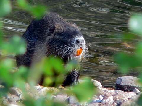 Image of River Rats