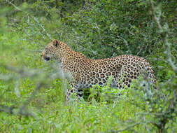 Image of Leopard