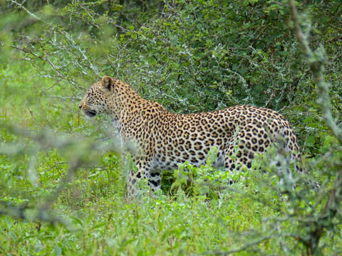 Image of Leopard