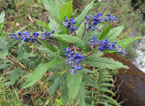 Image of Polygalaceae