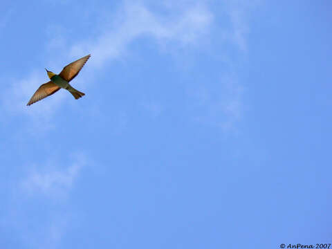 Image of bee-eater, european bee-eater