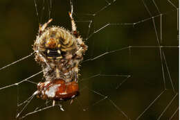 Image of Spotted Orbweavers