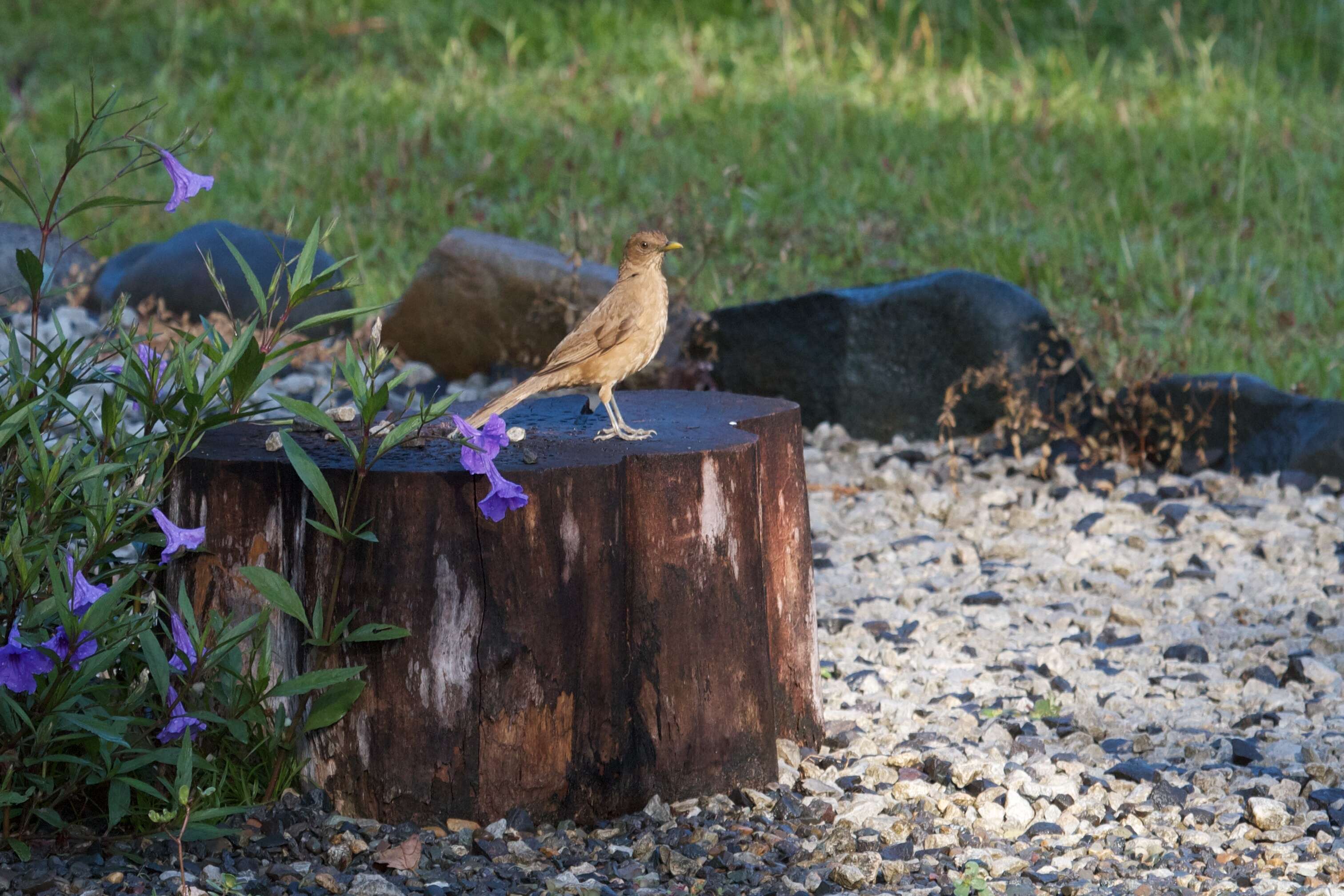 Image of Clay-colored Robin