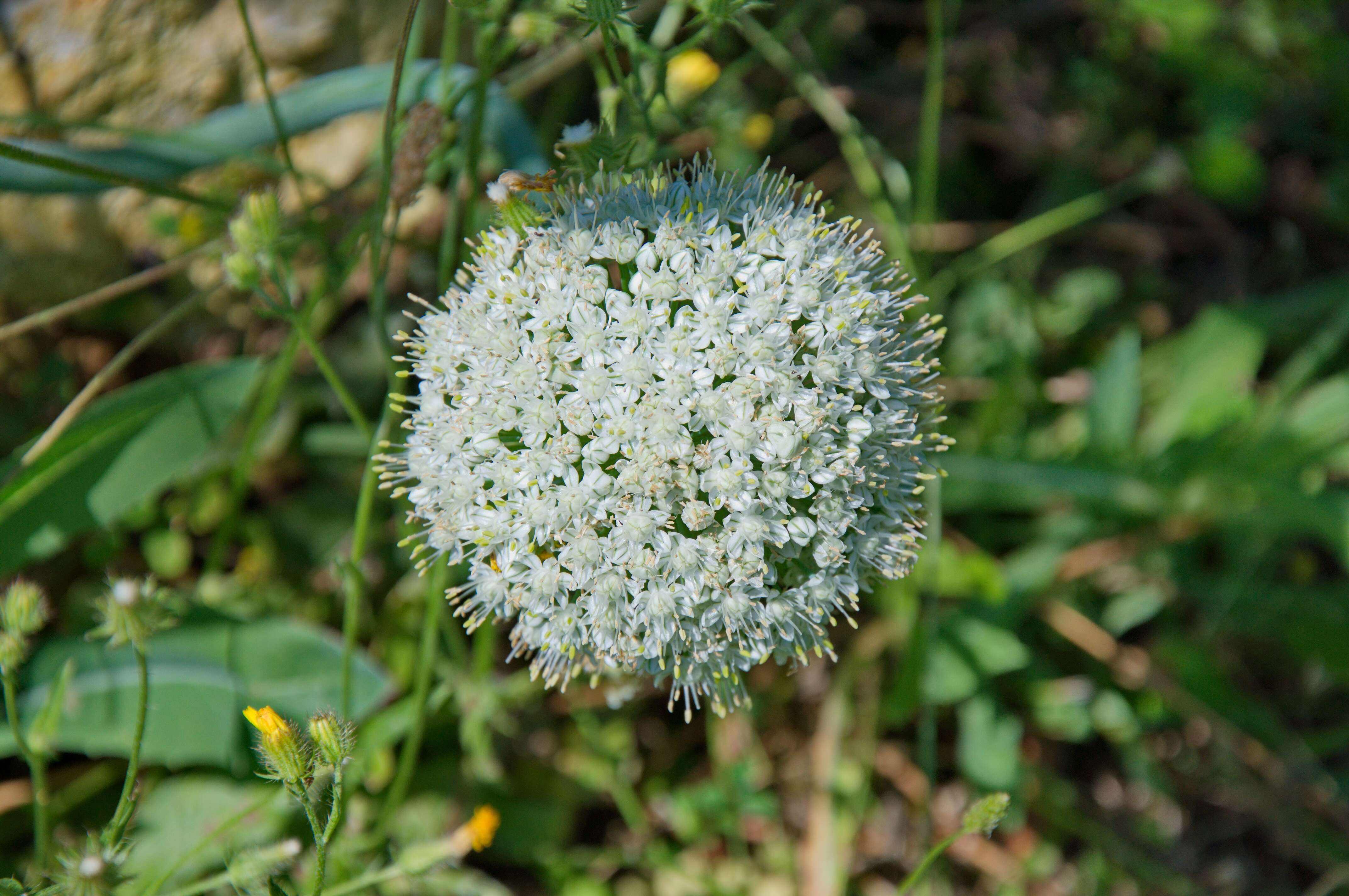 Image de Allium