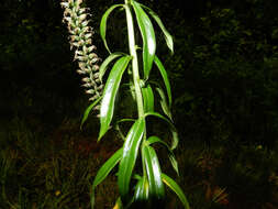 Image of Coutoubea spicata Aubl.