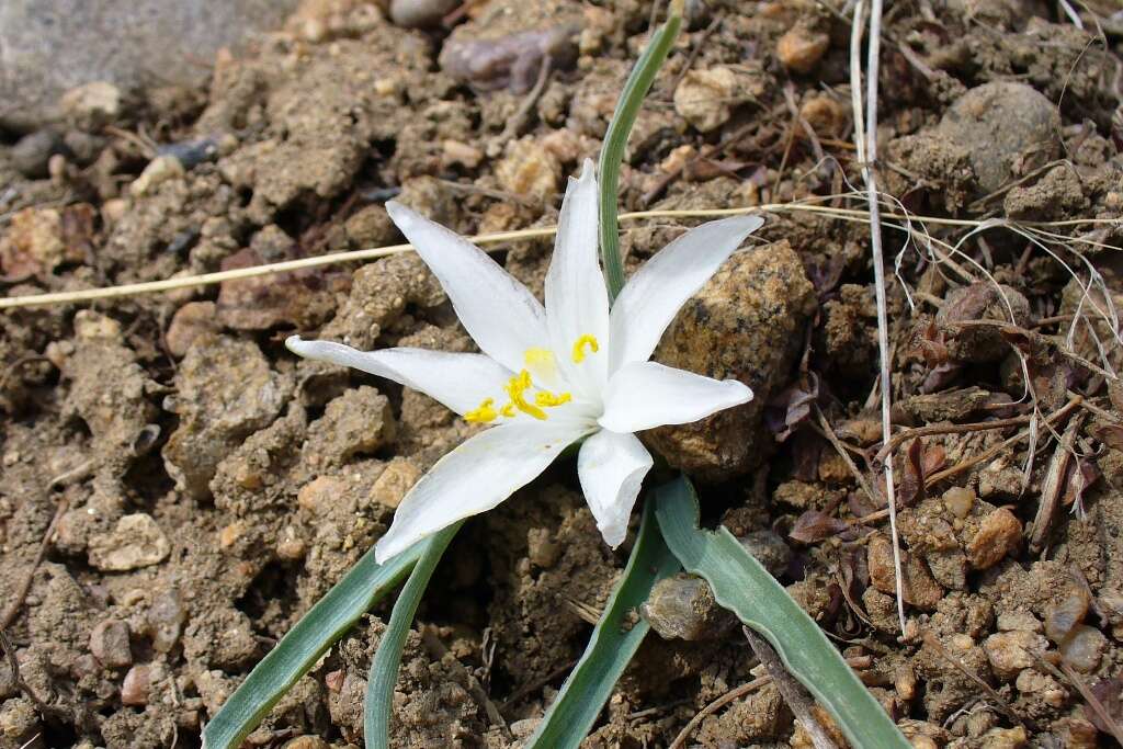 Image of starlily