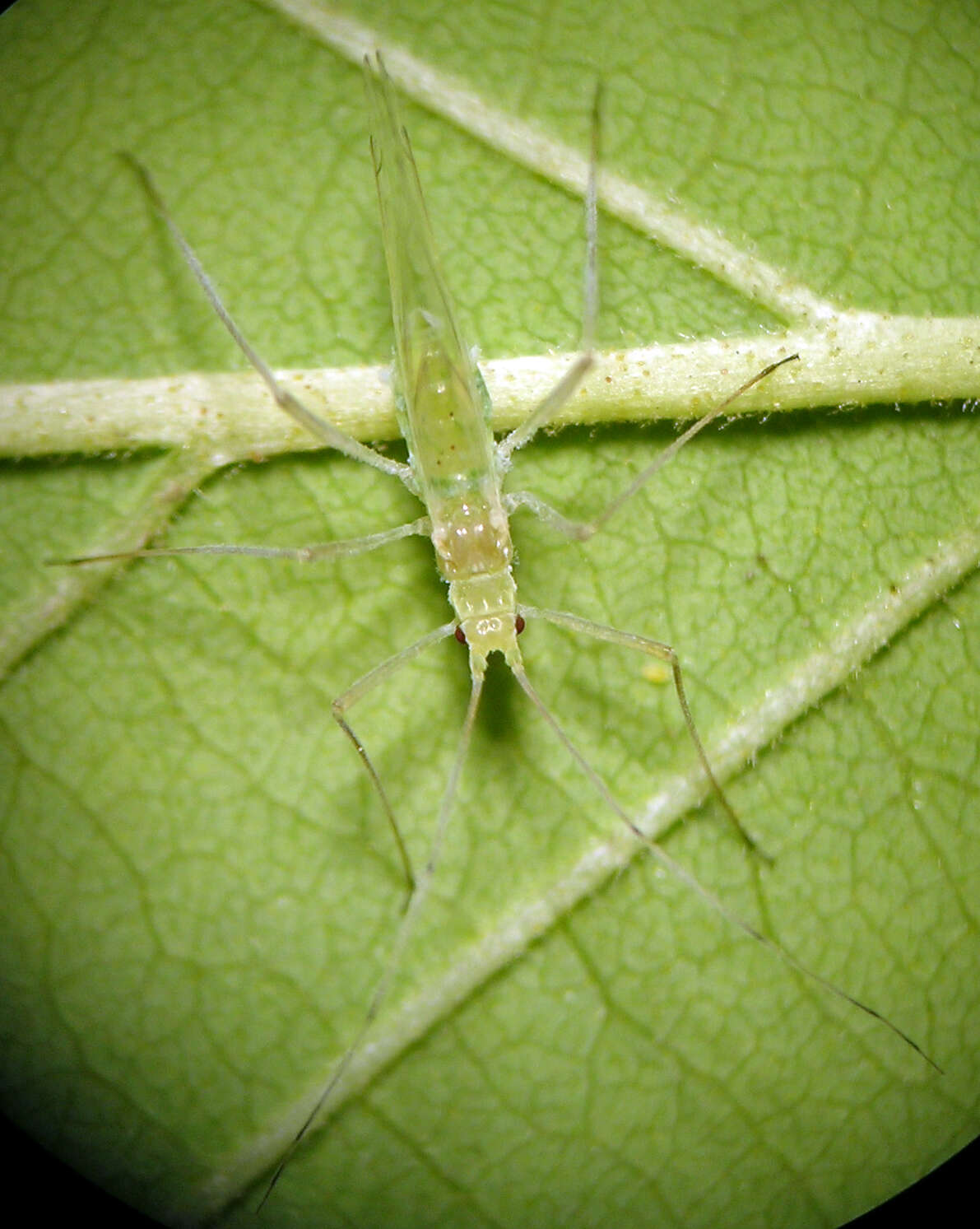 Image of Euceraphis gillettei Davidson 1915