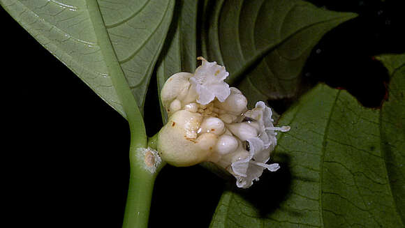 Image of Psychotria platypoda DC.