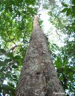 Maprounea guianensis Aubl.的圖片