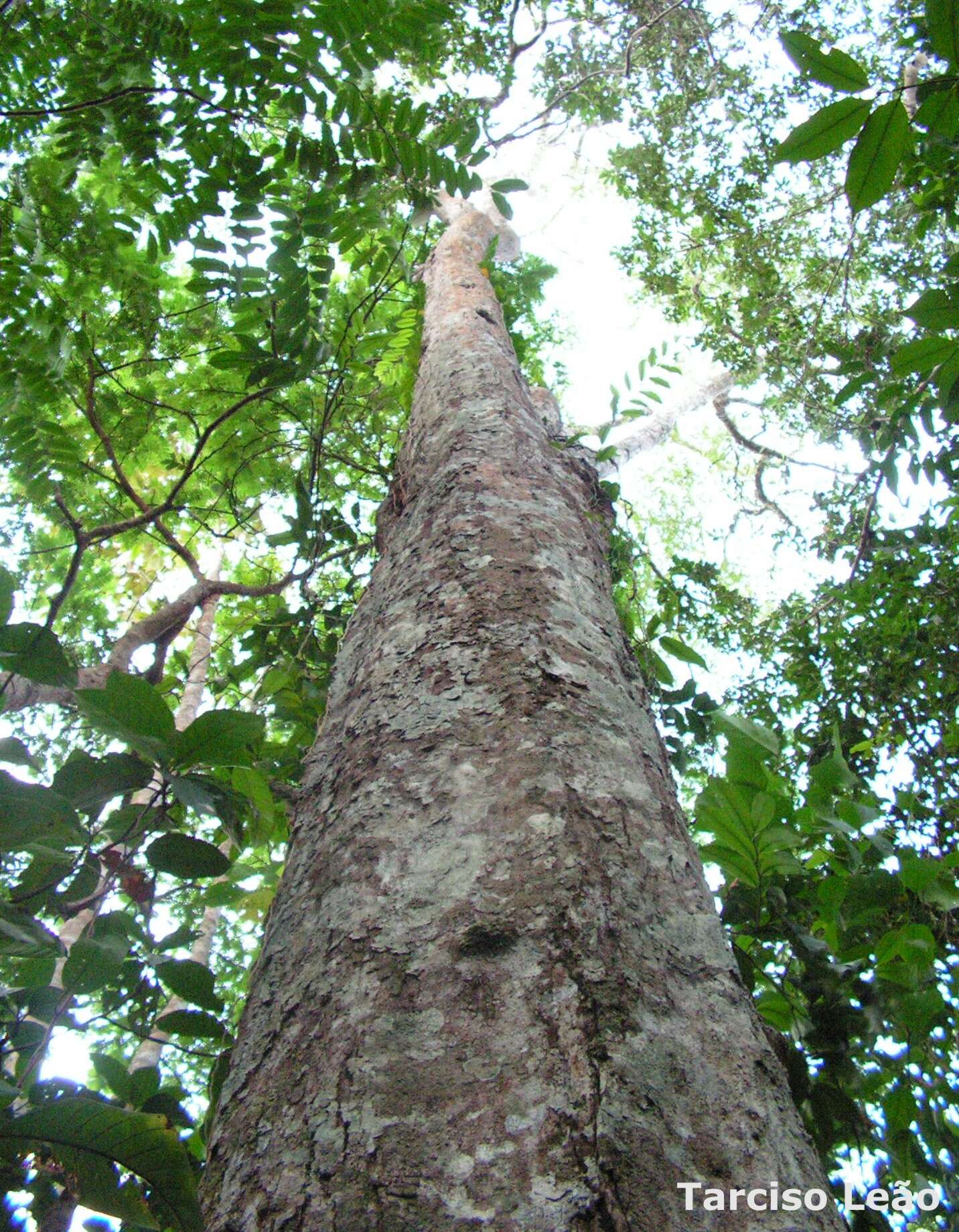 Maprounea guianensis Aubl.的圖片