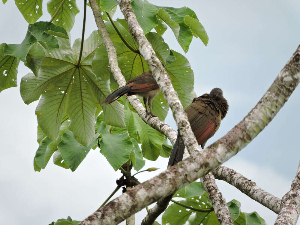 Image of Gray-headed Chachalaca