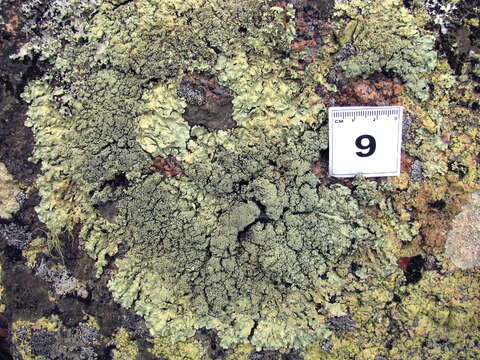 Image of Axil-bristle lichens