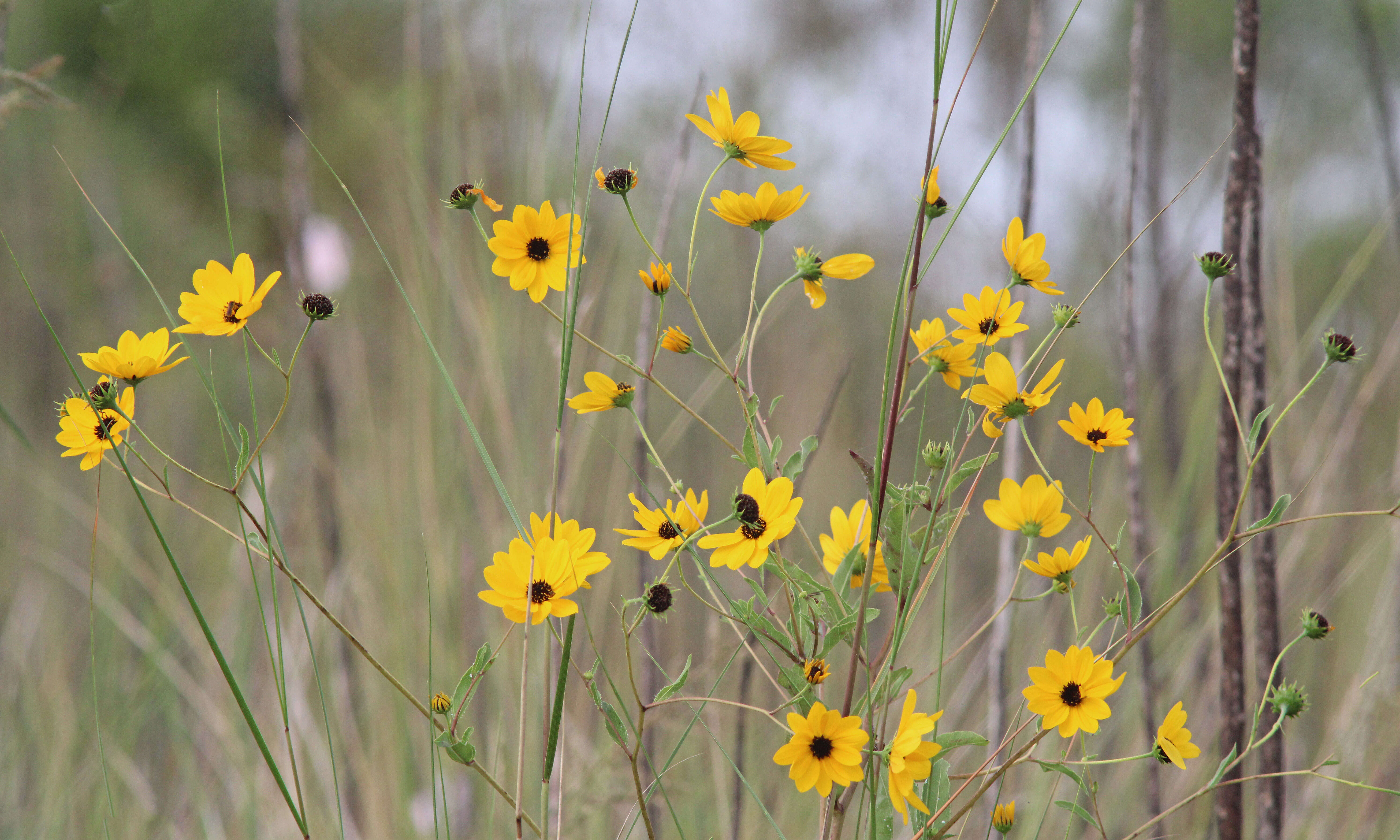 Image of prairie sunflower