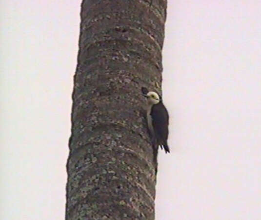 Image of White Woodpecker