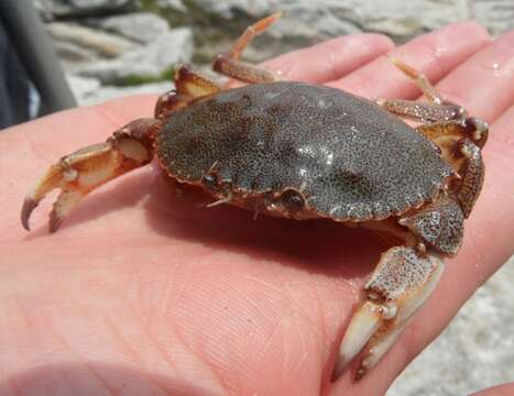 Image of crab