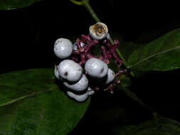 صورة Palicourea acuminata (Benth.) Borhidi