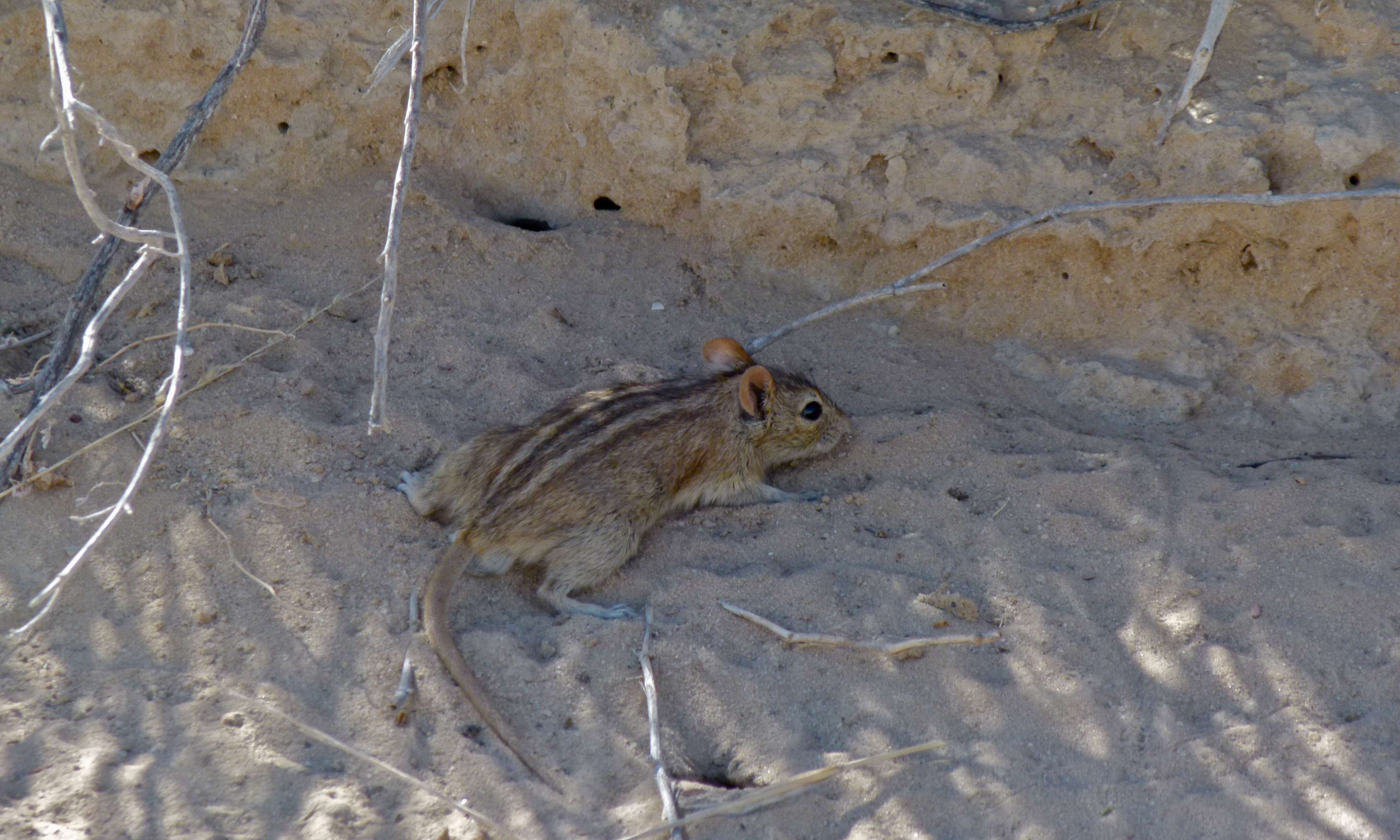 Image of Four-striped Grass Mouse