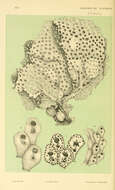 Image of Adeonoidea Busk 1884