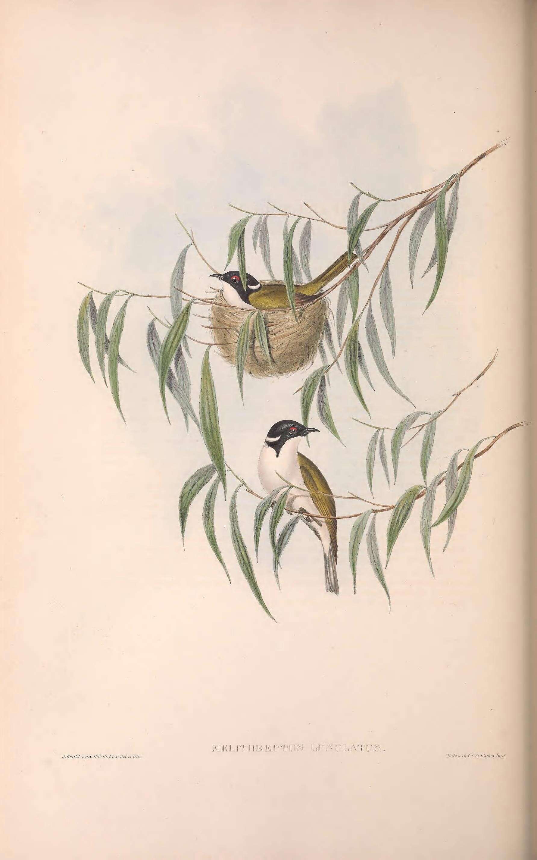 Image de Melithreptus Vieillot 1816