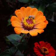 Image of Zinnia peruviana