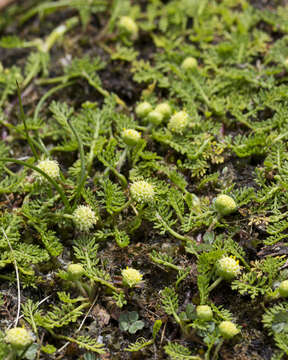 صورة Leptinella reptans (Benth.) D. G. Lloyd & C. J. Webb