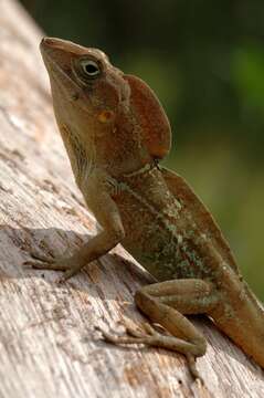 Plancia ëd Anolis cybotes Cope 1862