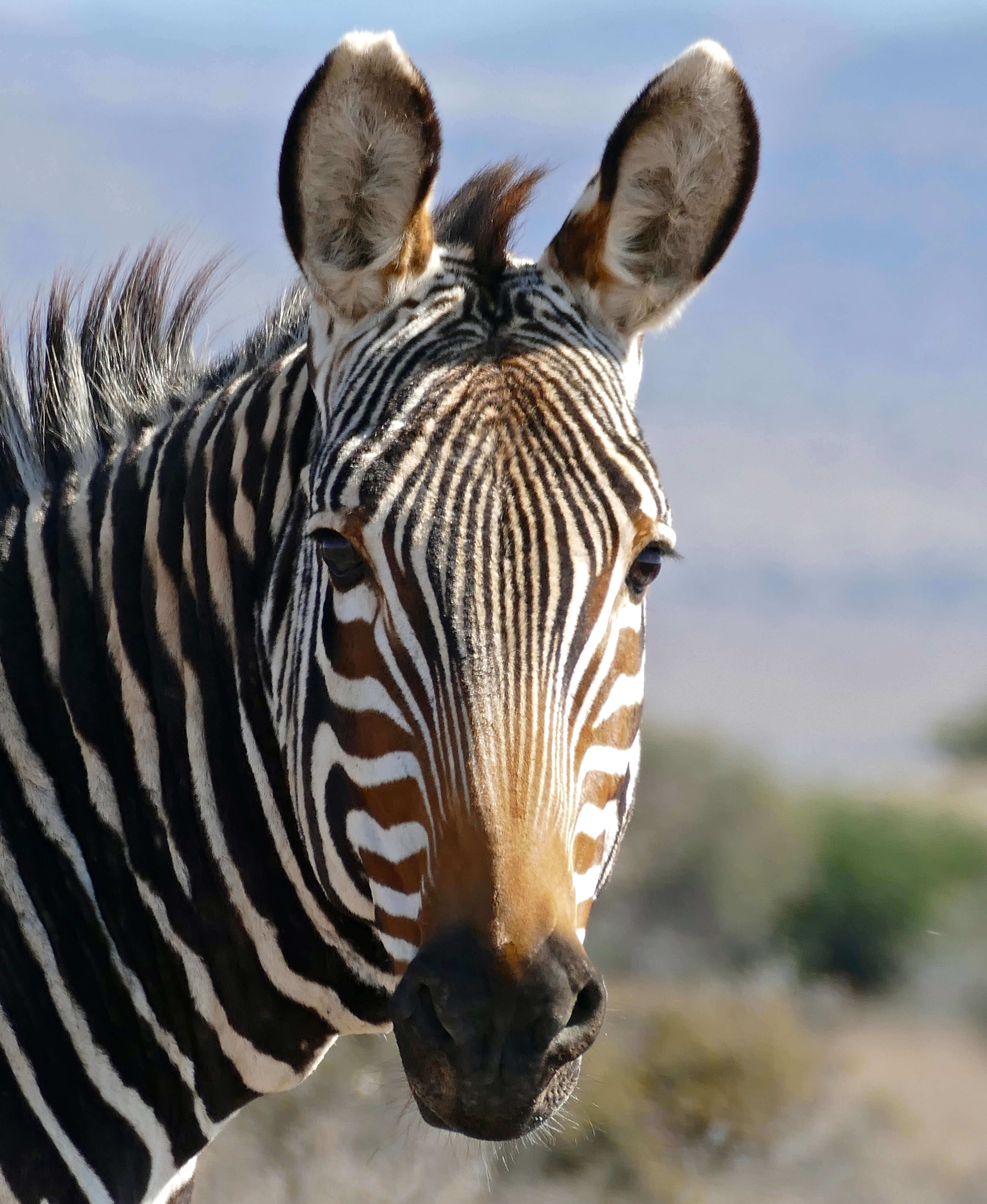 Image of zebra