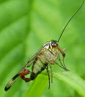 Image of scorpionflies