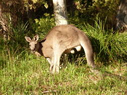 Image of kangaroo