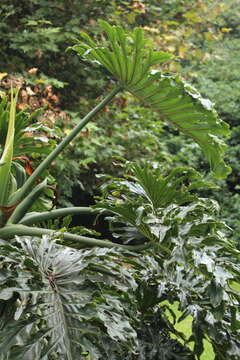 Image of philodendron