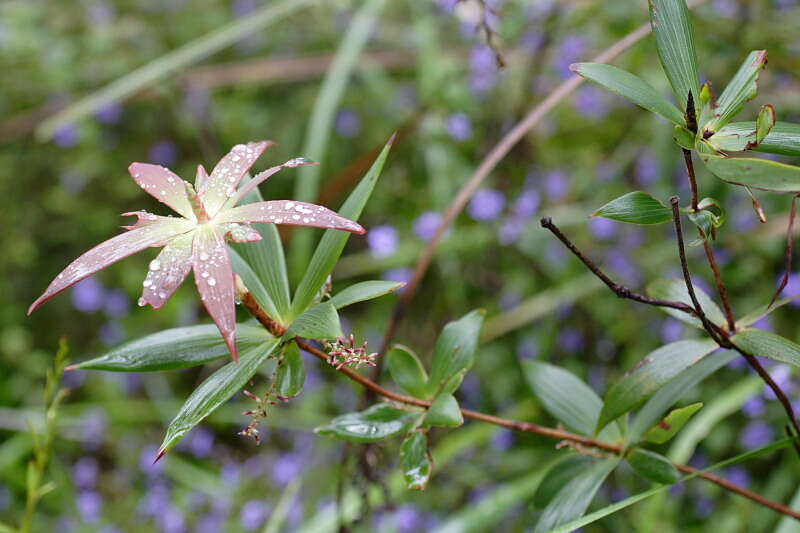 Sivun Leucopogon verticillatus R. Br. kuva