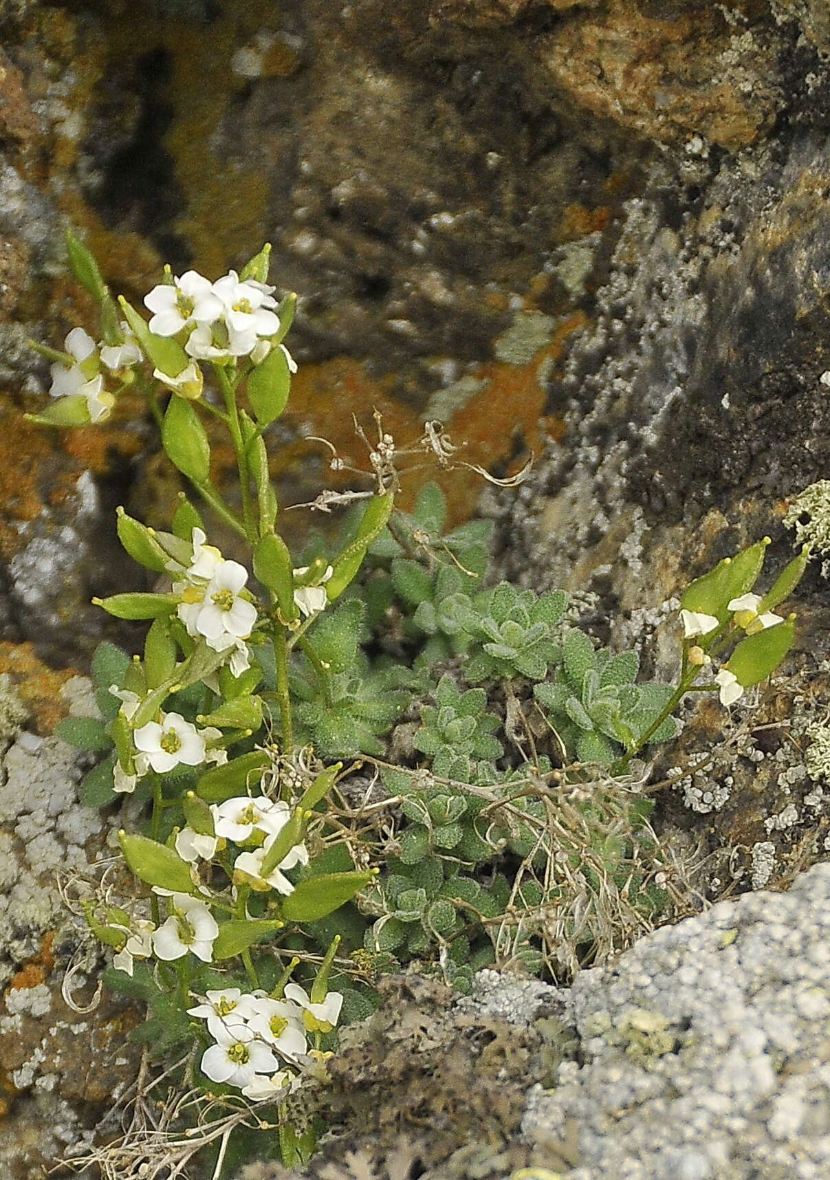 صورة BRASSICACEAE