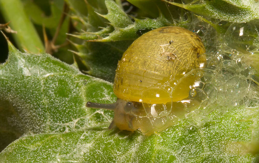 Image of Green Garden Snail