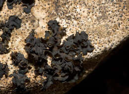 Image of Jelly lichens