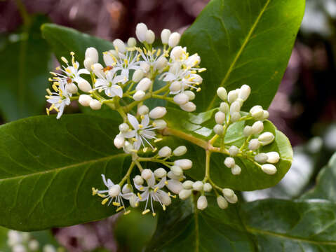 Image of Leionema ambiens (F. Müll.) Paul G. Wilson