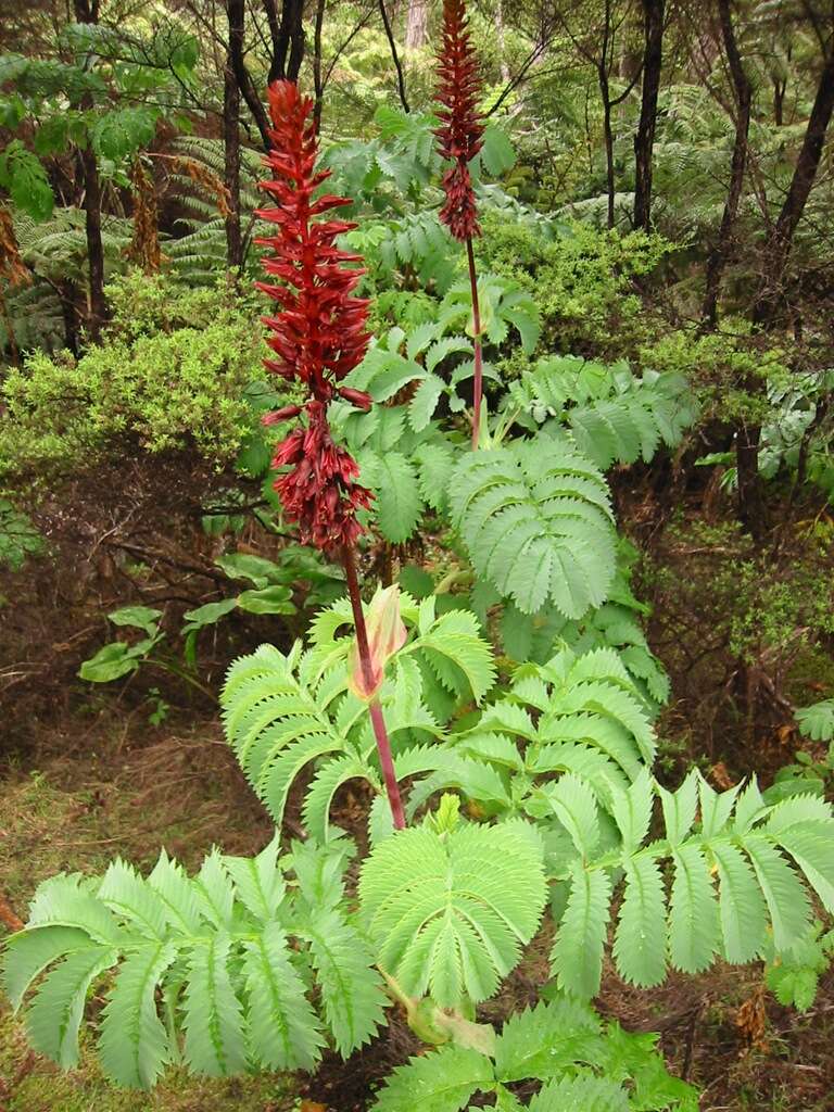 Image de Melianthus major L.