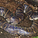 Image of Bocourt's Water Snake