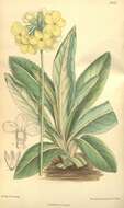 Image of Primula orbicularis Hemsl.