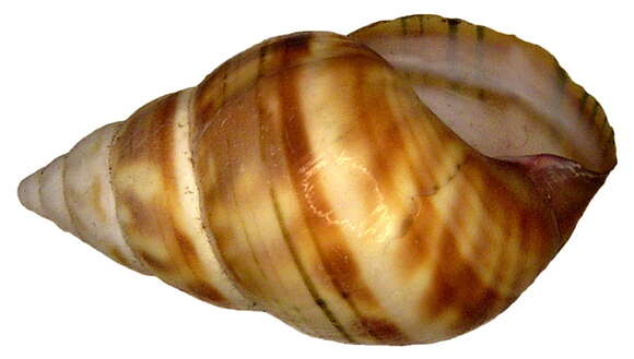 Image of Gastropoda