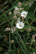 Image of sea campion