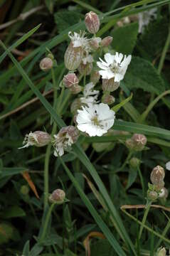 Image of Silene uniflora subsp. uniflora